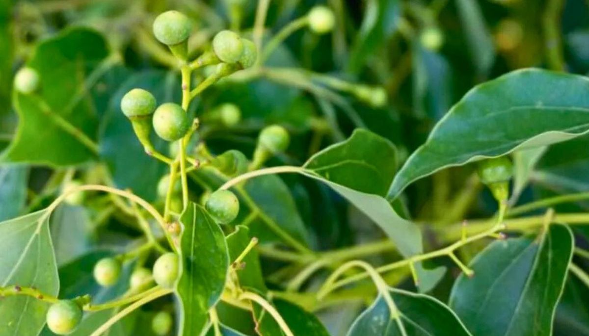 Alcanforero es una planta resistente y de bajo mantenimiento. Imagen: Freepik. Alcanforero es una planta resistente y de bajo mantenimiento. Imagen: Freepik.