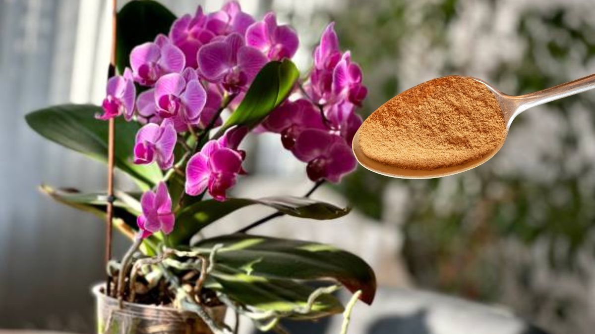 Con canela podrás beneficiar a tus orquídas desde diferentes perspectivas.