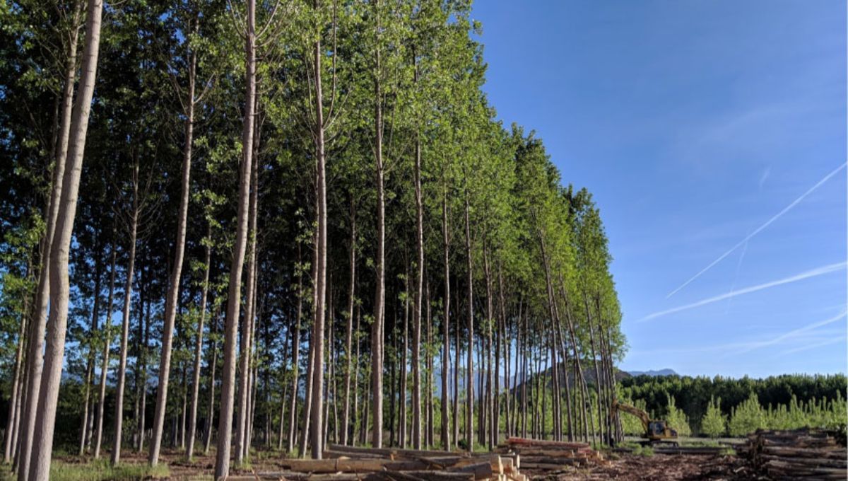 El futuro del paisaje español podría estar marcado por chopos alineados en ríos y campos, no solo por su madera sino también por la sostenibilidad y rentabilidad que aportan. El futuro del paisaje español podría estar marcado por chopos alineados en ríos y campos, no solo por su madera sino también por la sostenibilidad y rentabilidad que aportan.