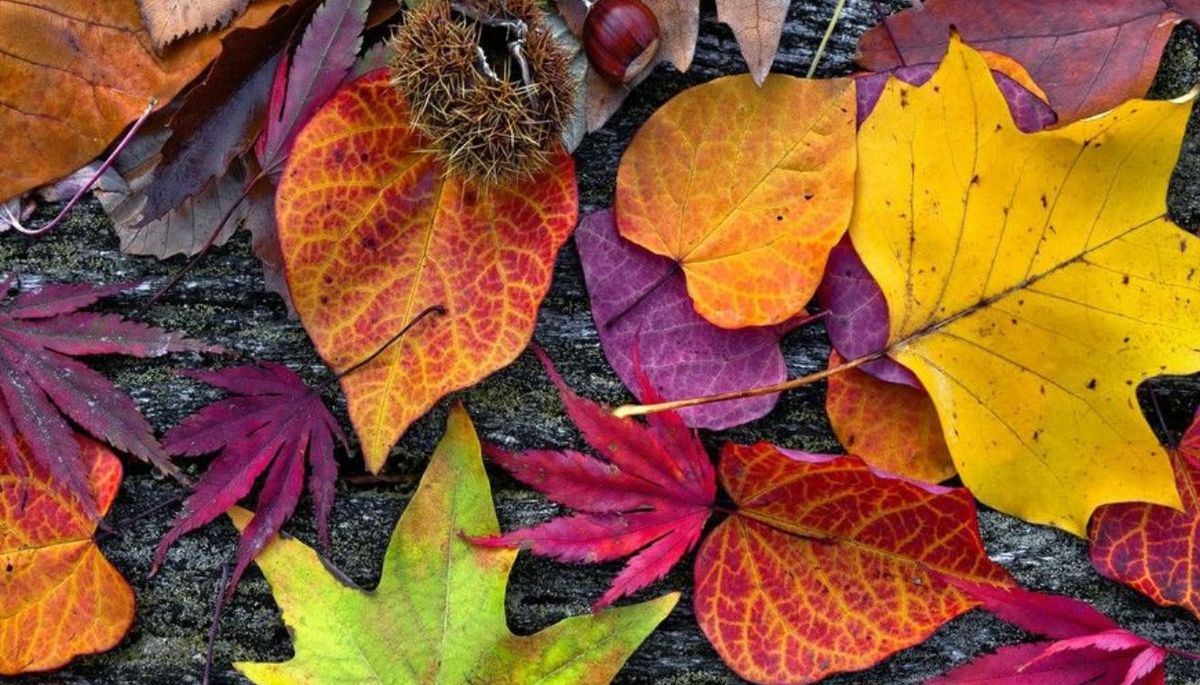 Cómo preparar las plantas del jardín para la temporada de otoño