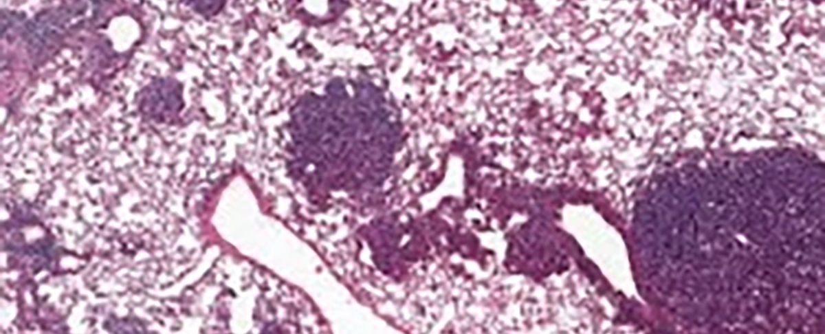 El estudio se basó en células madre de ratones. El estudio se basó en células madre de ratones.