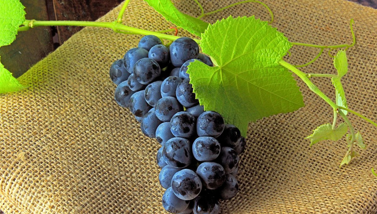 Para elegir la mejor uva de la verduleria tienes que mirar su racimo. Para elegir la mejor uva de la verduleria tienes que mirar su racimo.