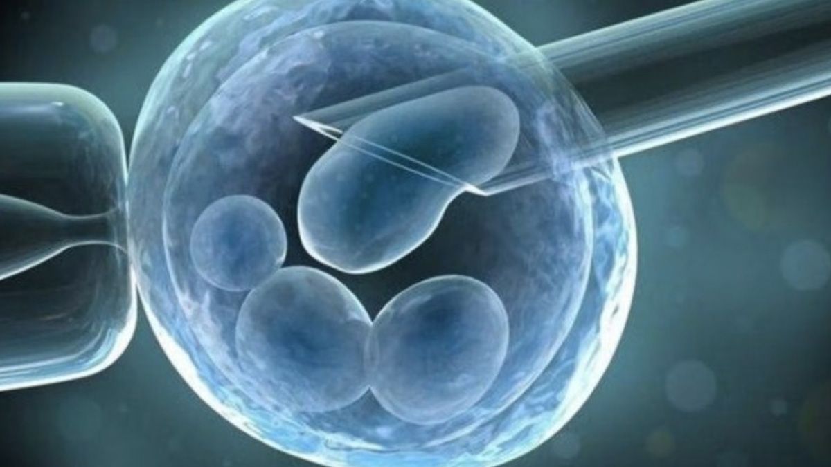 Un equipo de científicos de un Instituto de Ciencias de Israel logró cultivar un embrión humano sin usar esperma, óvulos ni útero Un equipo de científicos de un Instituto de Ciencias de Israel logró cultivar un embrión humano sin usar esperma, óvulos ni útero