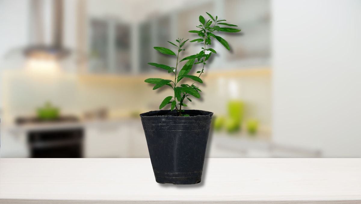 Esta planta se reproduce a partir de brazos o esquejes. Esta planta se reproduce a partir de brazos o esquejes. 