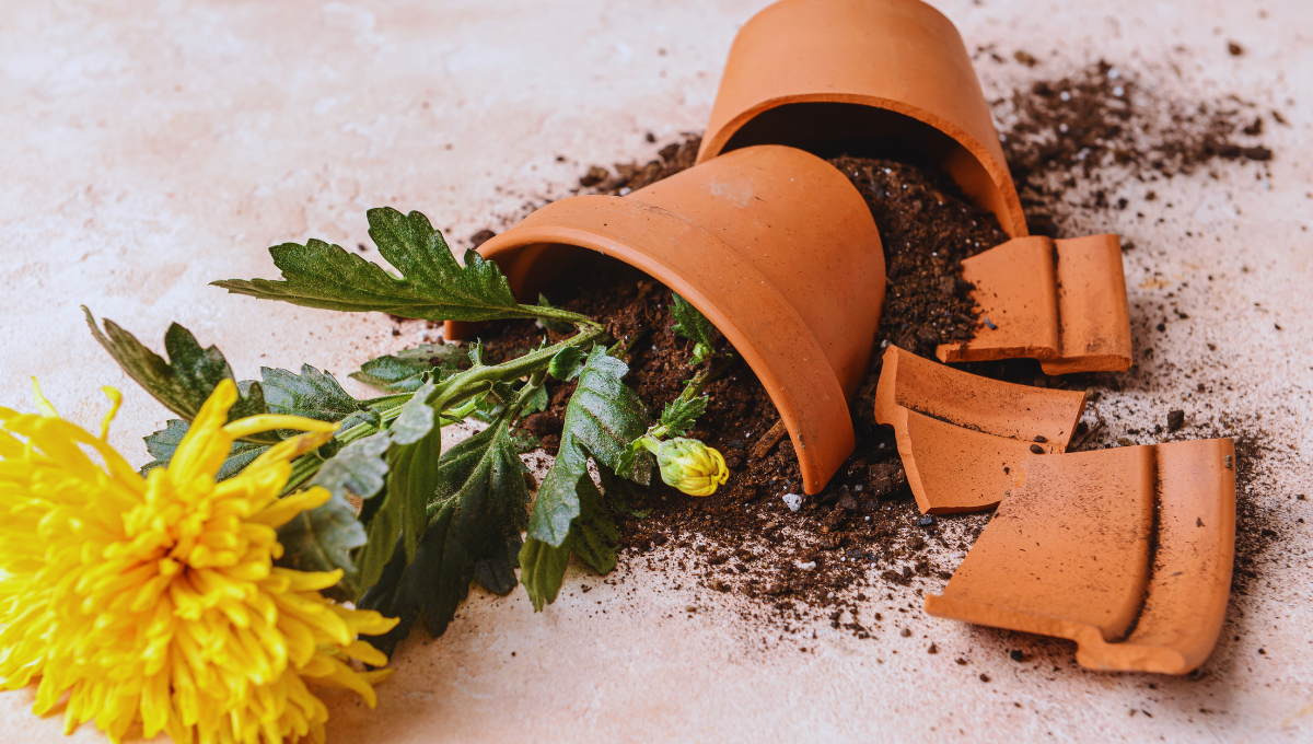 ¿Qué significa que se rompa la maceta de una planta de la nada?
