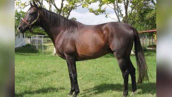 Venezuela: descuartizaron un caballo de exhibición para comer carne