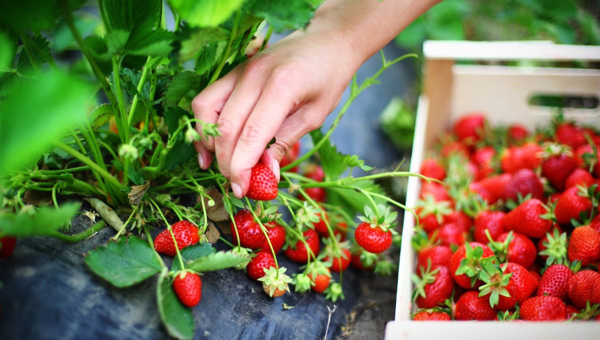 Hacer tu propio huerto en el jardín de casa es una de las tendencias de este 2025. Hacer tu propio huerto en el jardín de casa es una de las tendencias de este 2025.