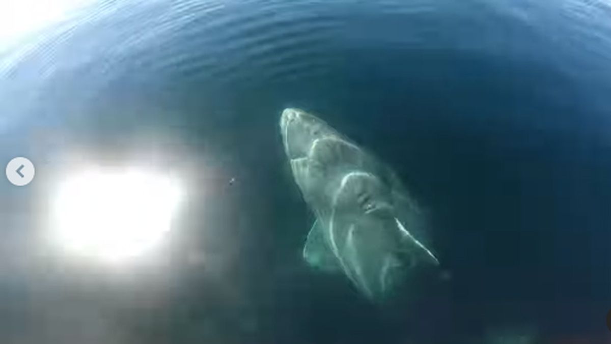 Tiburón de Groenlandia. El descubrimiento de científicos que lo estudian estima que tiene unos 392 años de edad. Tiburón de Groenlandia. El descubrimiento de científicos que lo estudian estima que tiene unos 392 años de edad.