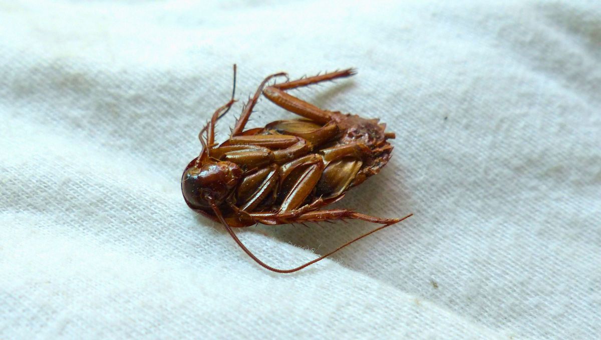 Estos insectos son una de las plagas más indeseables en el hogar, representando una mala higiene y otros factores. Sin embargo, no siempre es así. Estos insectos son una de las plagas más indeseables en el hogar, representando una mala higiene y otros factores. Sin embargo, no siempre es así.