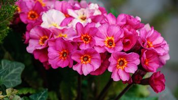 Tres plantas que se adaptan al frío y florecen en invierno: serán la envidia del barrio Tres plantas que se adaptan al frío y florecen en invierno: serán la envidia del barrio