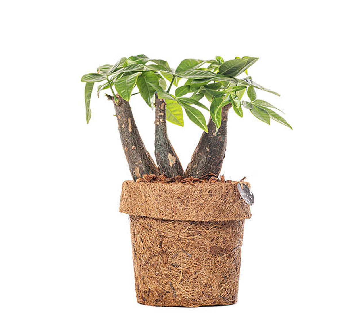 Árbol del dinero o pachira. Árbol del dinero o pachira.