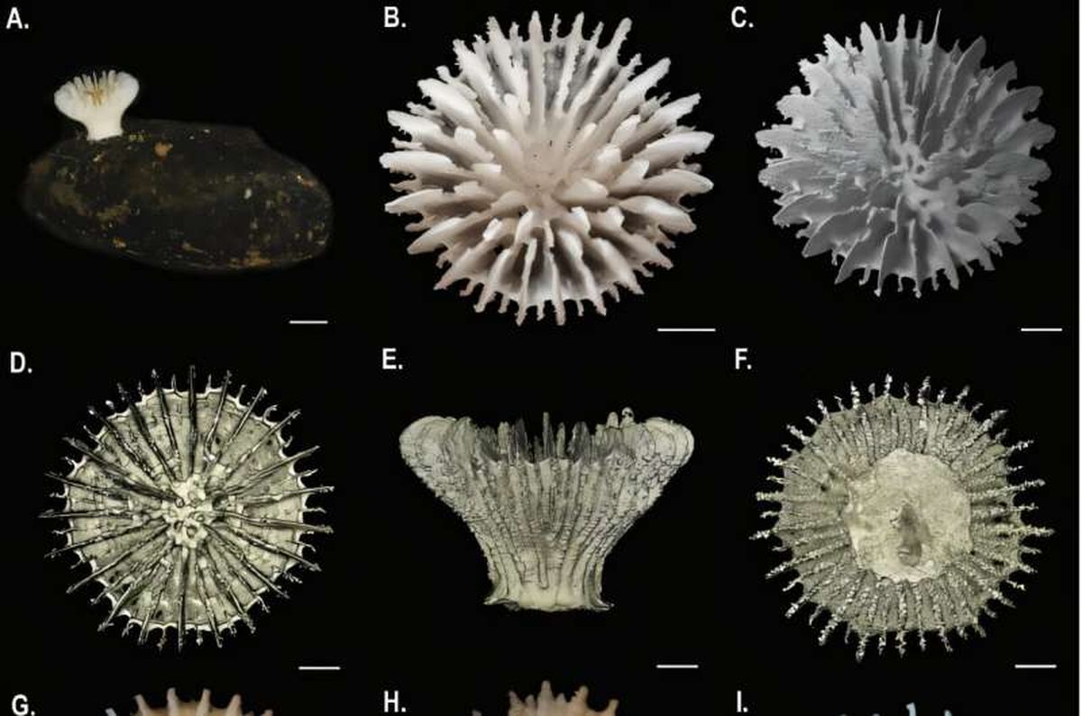Algunas de las nuevas especies descubiertas. Algunas de las nuevas especies descubiertas.