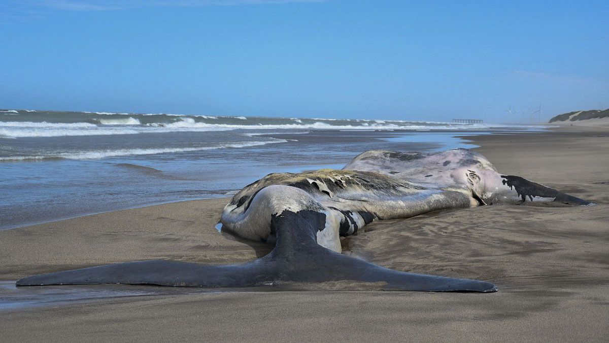 La ballena encontrada es de unos 7 metros.