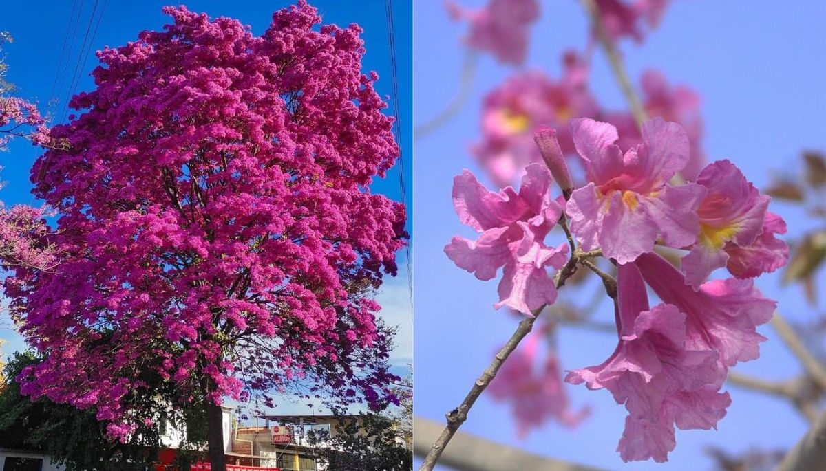 Es una especie arb&oacute;rea nativa de Sudam&eacute;rica.