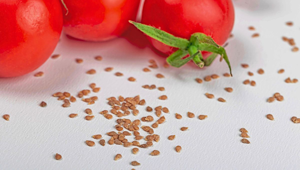 Si tenés semillas de tomate en casa, tenés un tesoro en tus manos: por qué y cómo reutilizarlas
