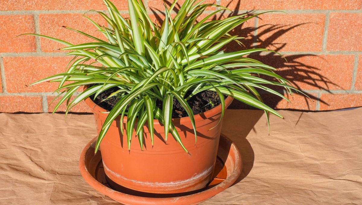 Si tenés un lazo de amor o mala madre en tu casa, te contamos qué significa y qué beneficios trae a tu hogar. Foto Canva