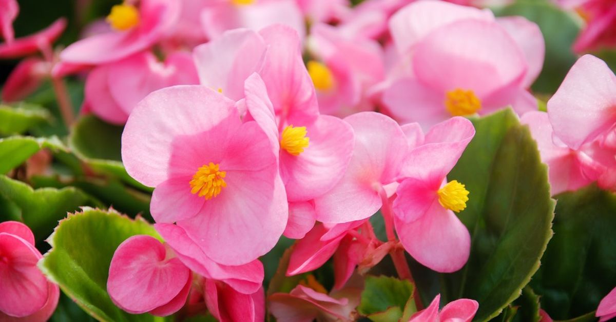 Estas flores coloridas embellecen cualquier espacio. Imagen: Freepik.