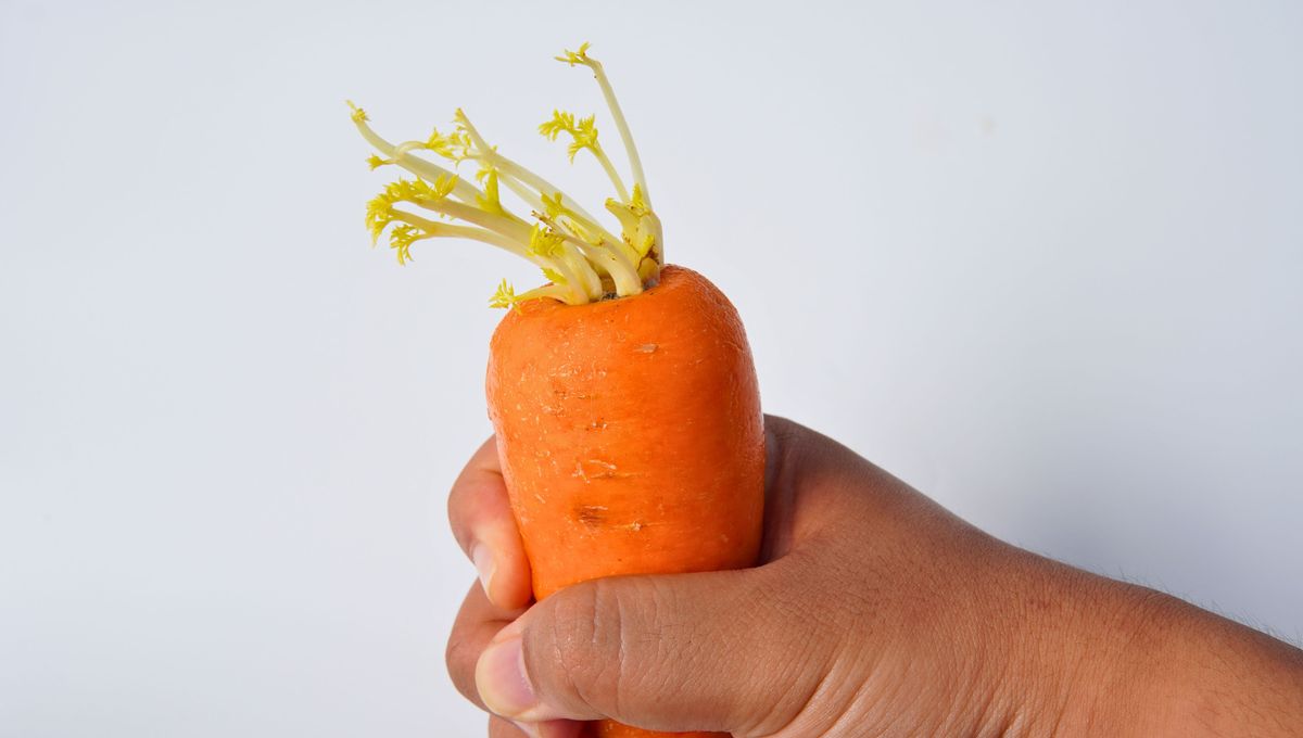 Los tub&eacute;rculos est&aacute;n presentes en ciertas plantas. Es b&aacute;sicamente el almac&eacute;n de nutrientes de una planta que se mantiene bajo tierra protegido.