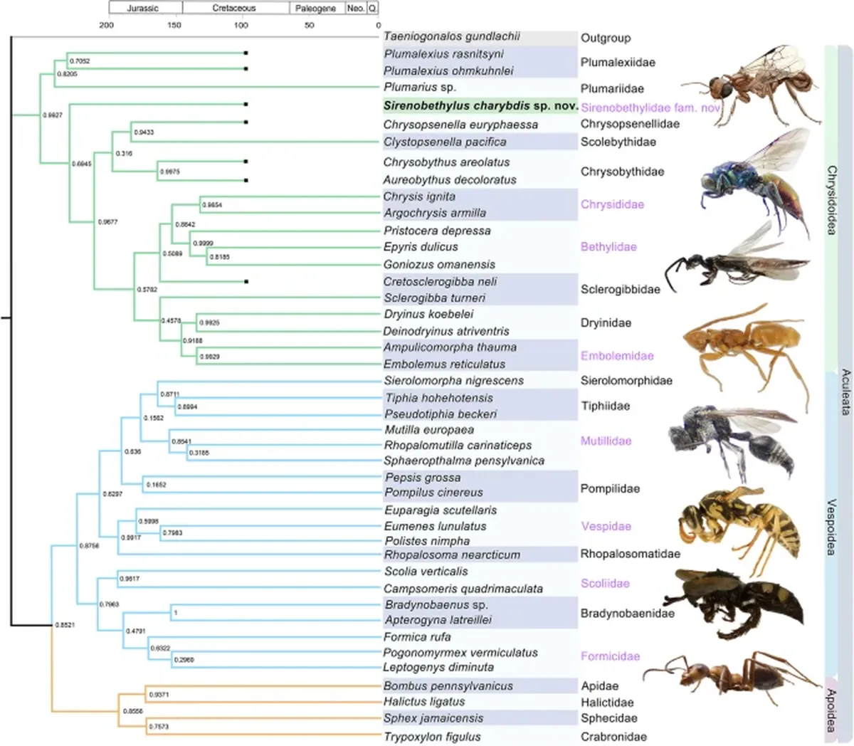 El estudio muestra toda la familia de la avispa prehistórica. El estudio muestra toda la familia de la avispa prehistórica.