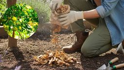 Las plagas del árbol limonero pueden ser eliminadas con un poco de tabaco. Las plagas del árbol limonero pueden ser eliminadas con un poco de tabaco.