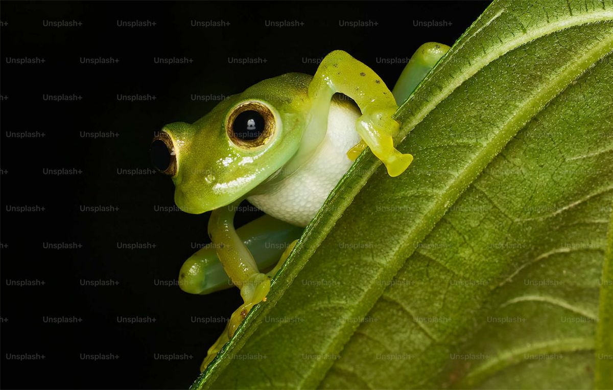 Las ranas son más estilizadas que los sapos. Las ranas son más estilizadas que los sapos.