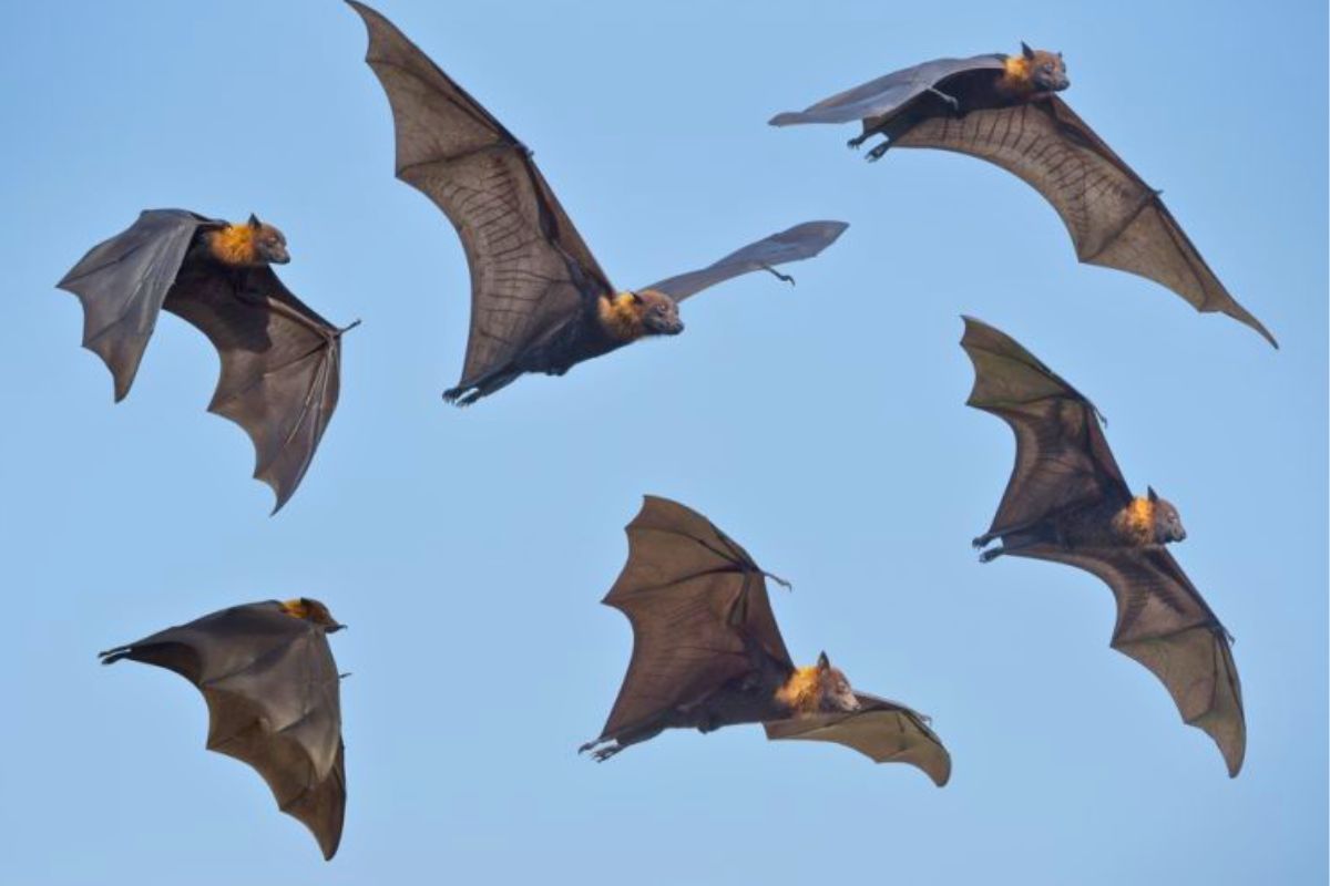 El murciélago de cola libre brasileño puede alcanzar velocidades récord. El murciélago de cola libre brasileño puede alcanzar velocidades récord.