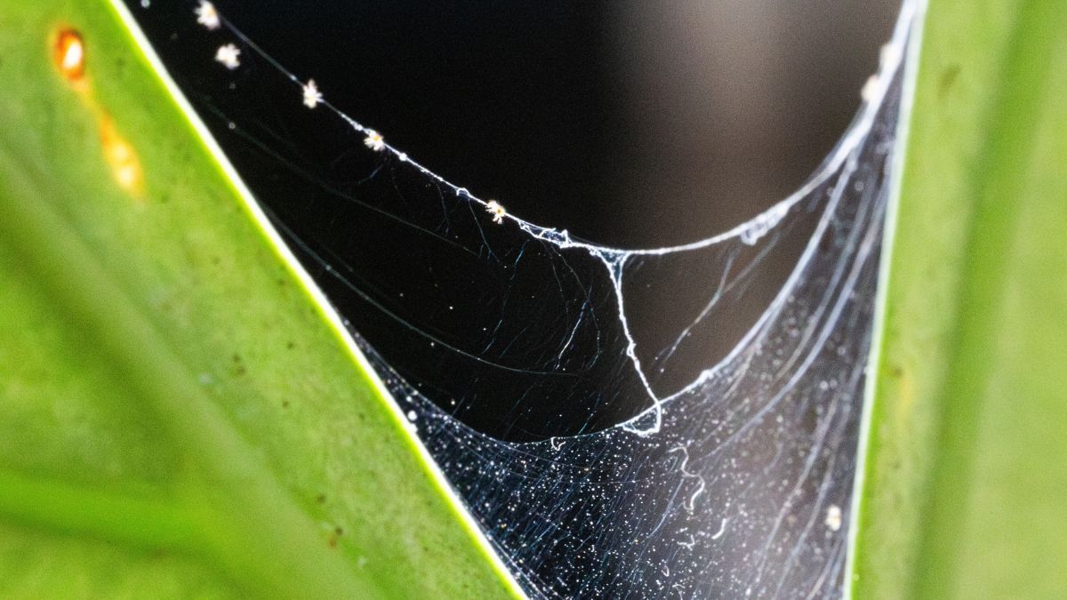 El enemigo invisible que atenta contra tus plantas: esta es la peligrosa plaga que se alimenta de las hojas