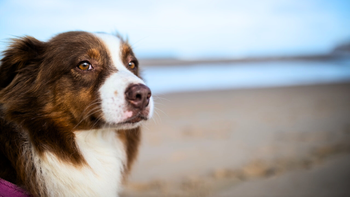 La espectacular playa de Florida que es ideal para llevar a tu perro a disfrutar