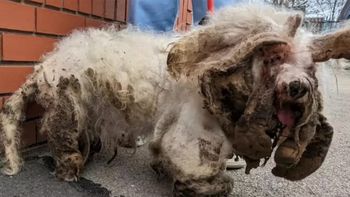 Larry, el perro que pasó de estar en situación de calle a recuperarse increíblemente