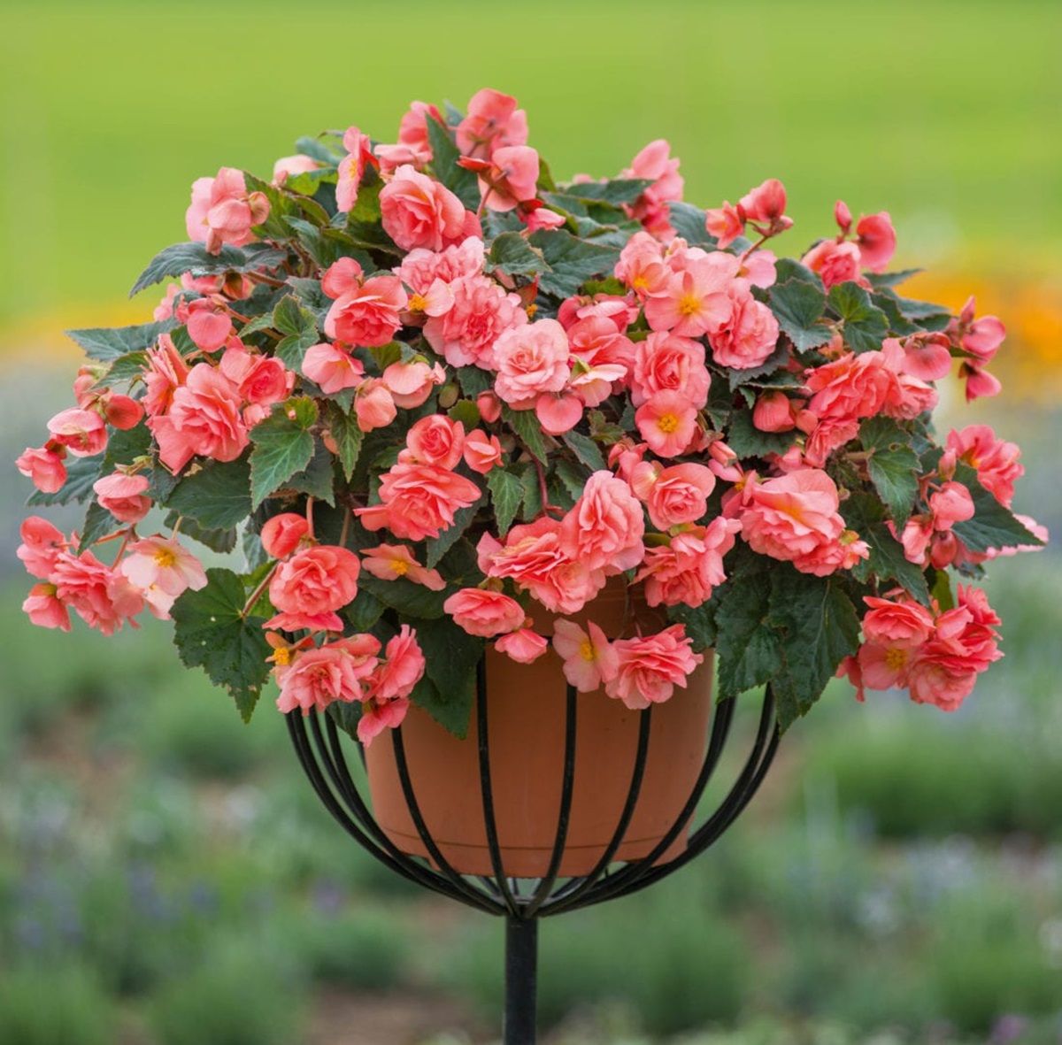 Si quieres una terraza decorada con plantas delicadas, lee este artículo para inspirarte.