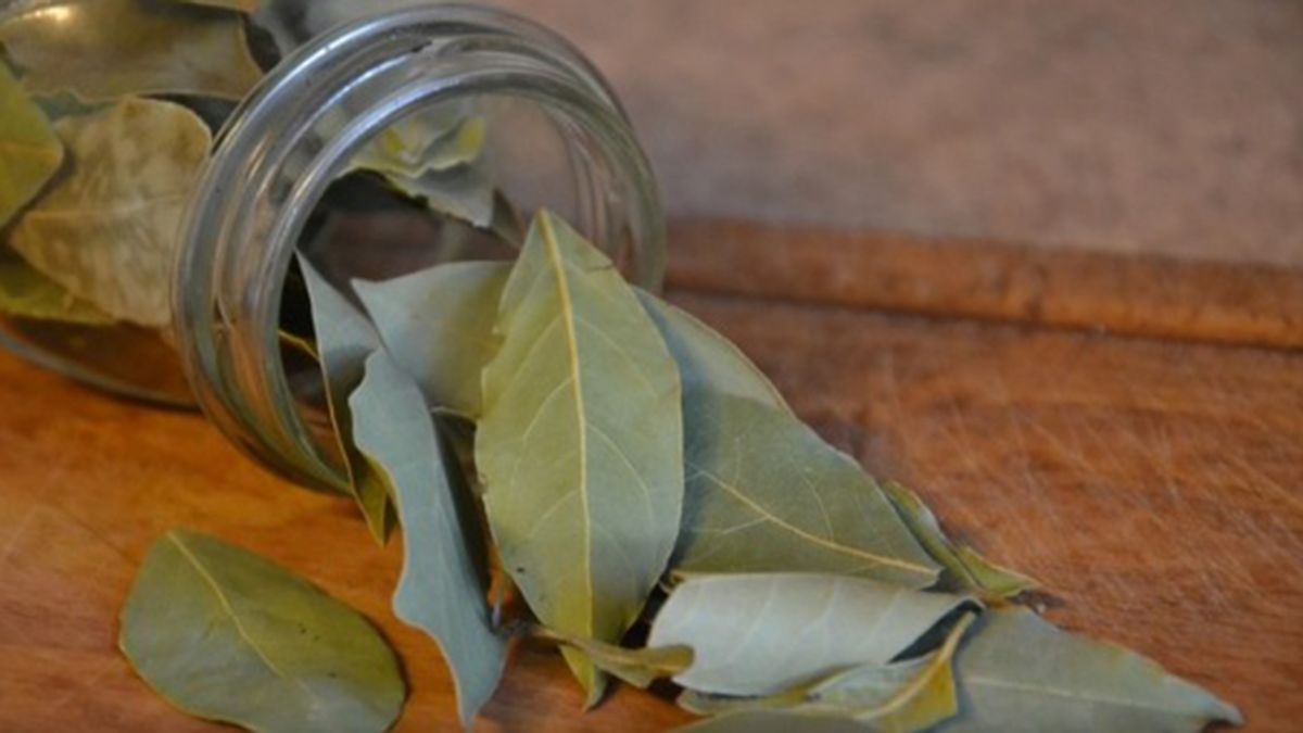 El laurel contiene compuestos con propiedades antiinflamatorias El laurel contiene compuestos con propiedades antiinflamatorias