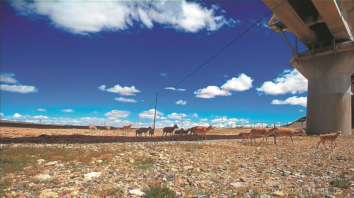 Una manada de antílopes tibetanos deambula bajo un puente ferroviario en Hoh Xil, provincia de Qinghai. PARA USO DE CHINA DAILY
