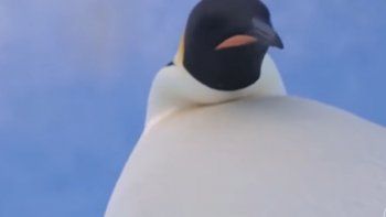 Dos curiosos pingüinos encontraron una cámara