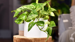 Estas son las plantas de interior que renuevan la energía del hogar y atraen la abundancia
