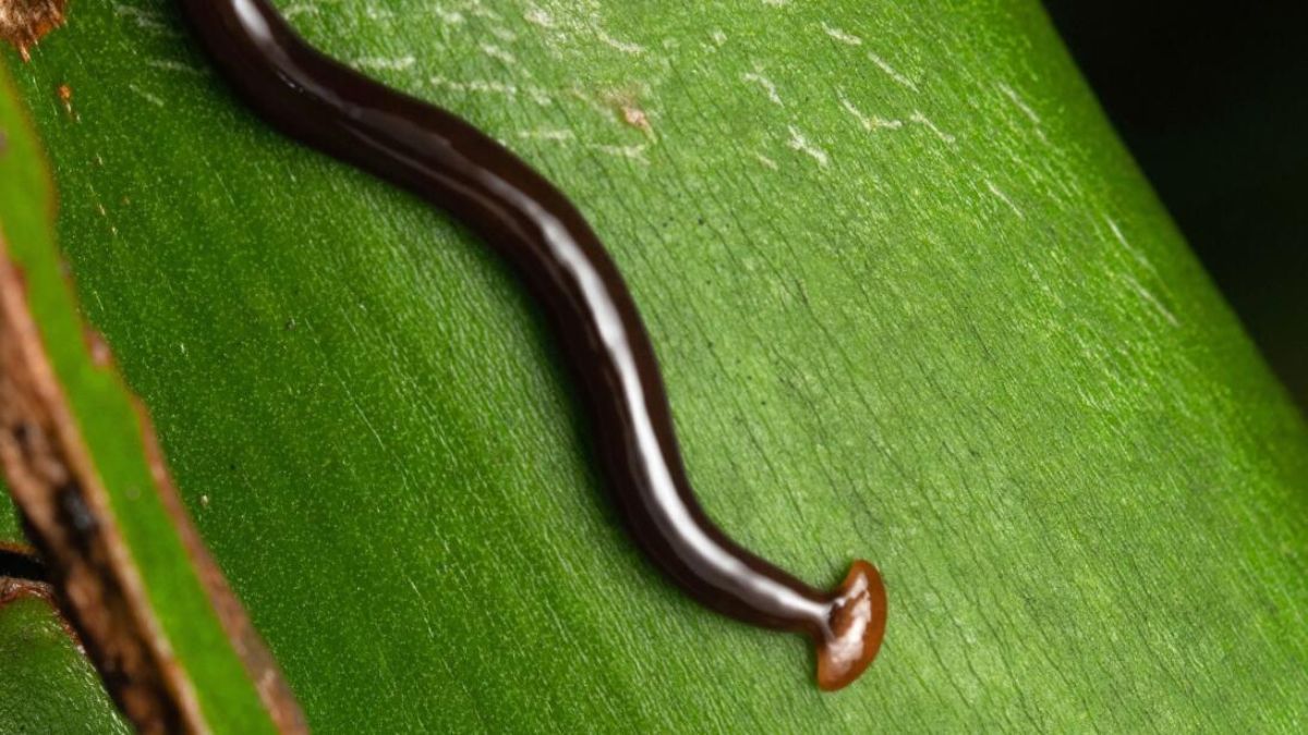 La peligrosa plaga que daña plantas y árboles del jardín. 