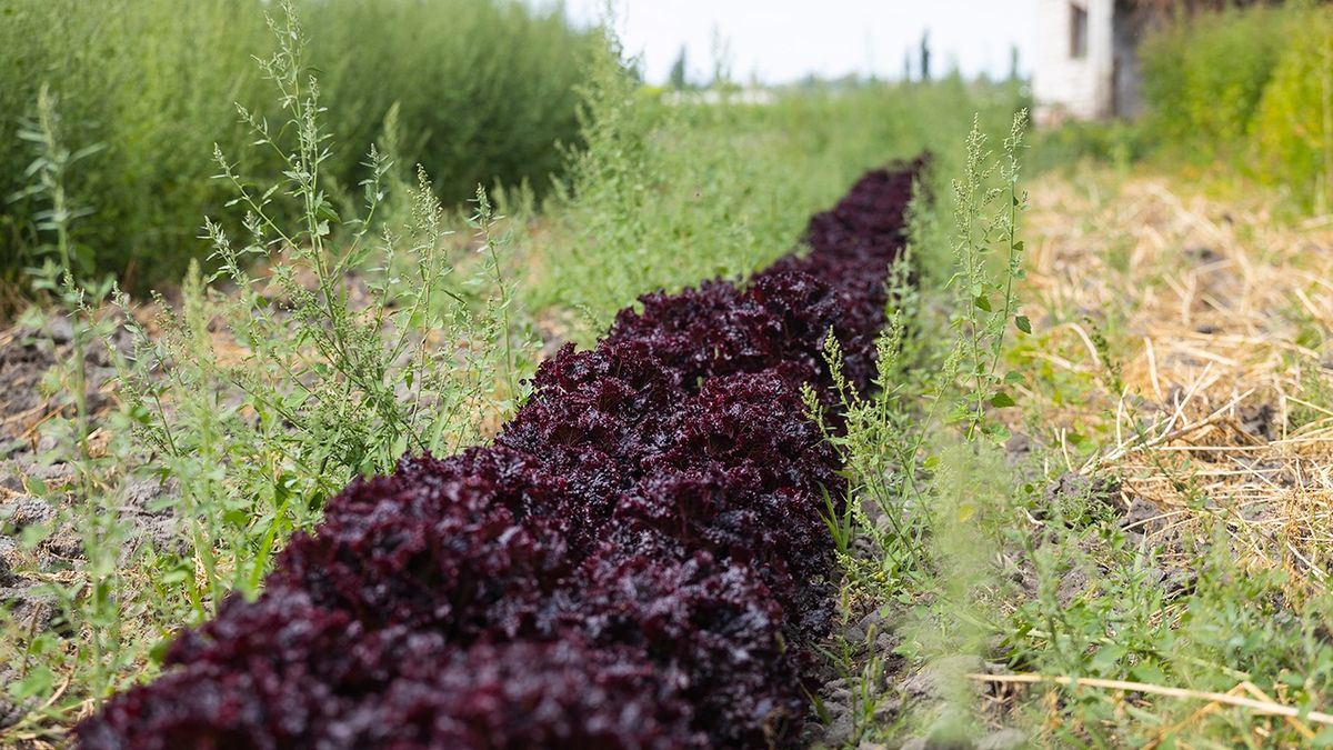 Los productos agroecológicos de Huerta Roma llegan a la cadena de supermercados La Anónima y hasta a Tierra del Fuego, además de formar parte de los platos gourmet de varios restaurantes de bodegas de Mendoza. Los productos agroecológicos de Huerta Roma llegan a la cadena de supermercados La Anónima y hasta a Tierra del Fuego, además de formar parte de los platos gourmet de varios restaurantes de bodegas de Mendoza.
