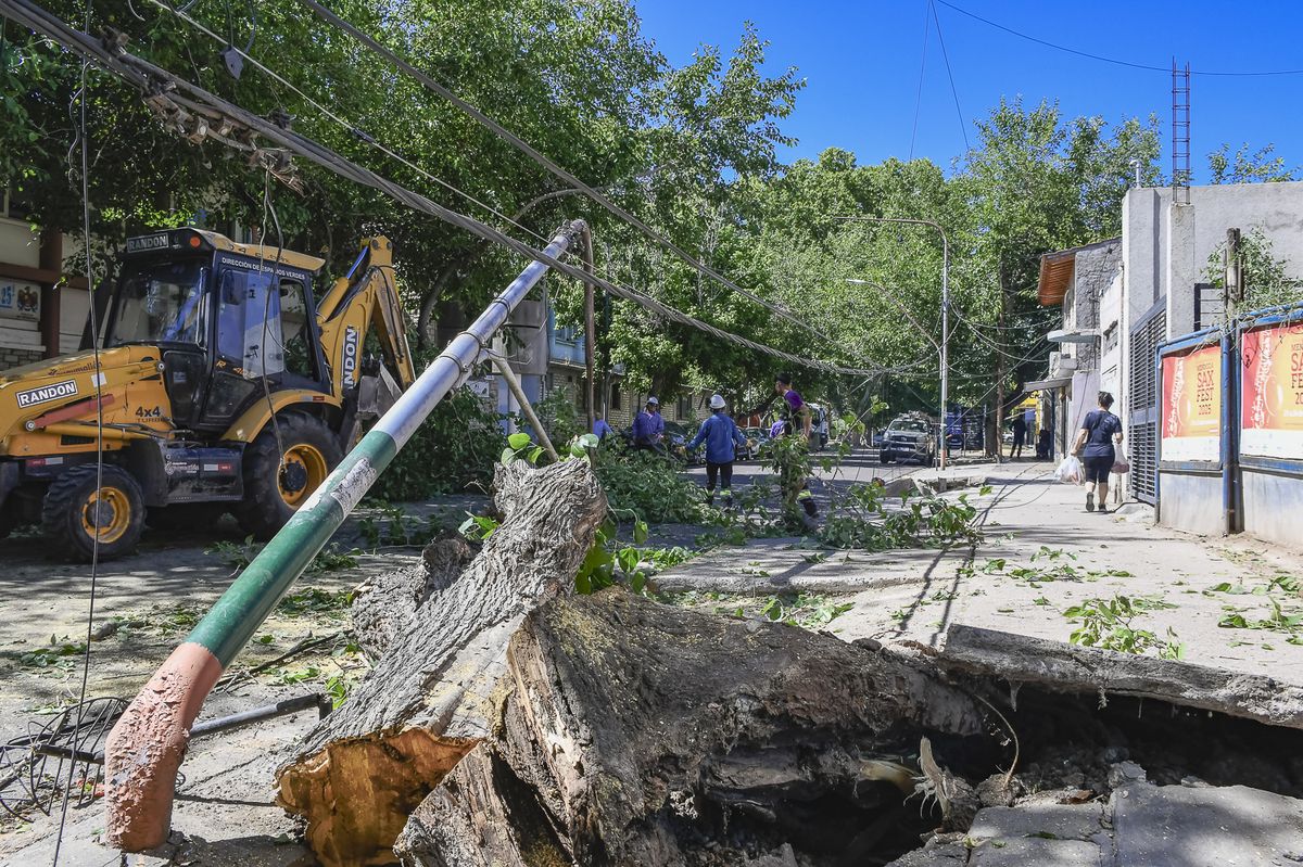 Árboles caídos en el Gran Mendoza.