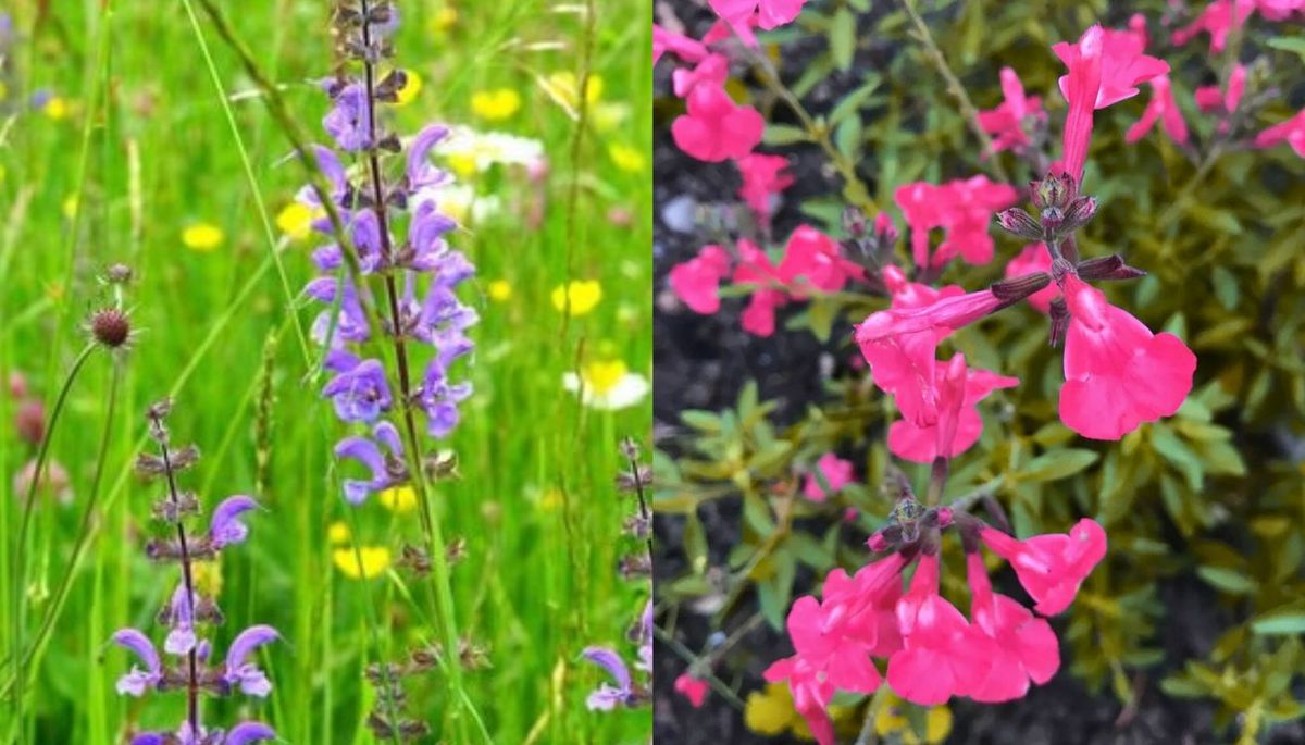 La salvia de otoño tiene flores casi todo el año. La salvia de otoño tiene flores casi todo el año.