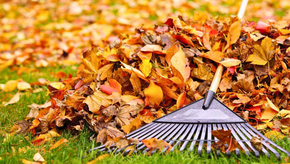 El error en tu césped de otoño que te costará una fortuna en primavera: cómo prevenirlo