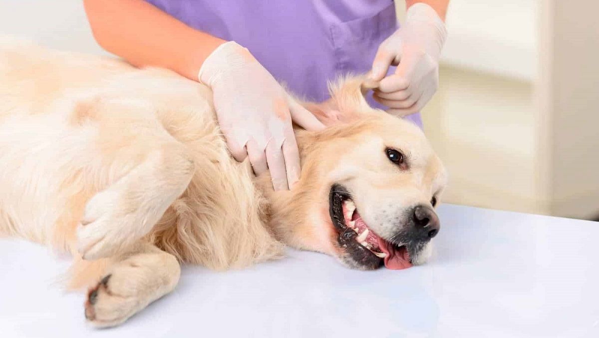 La esterilización de los perros es la forma más efectiva de control animal