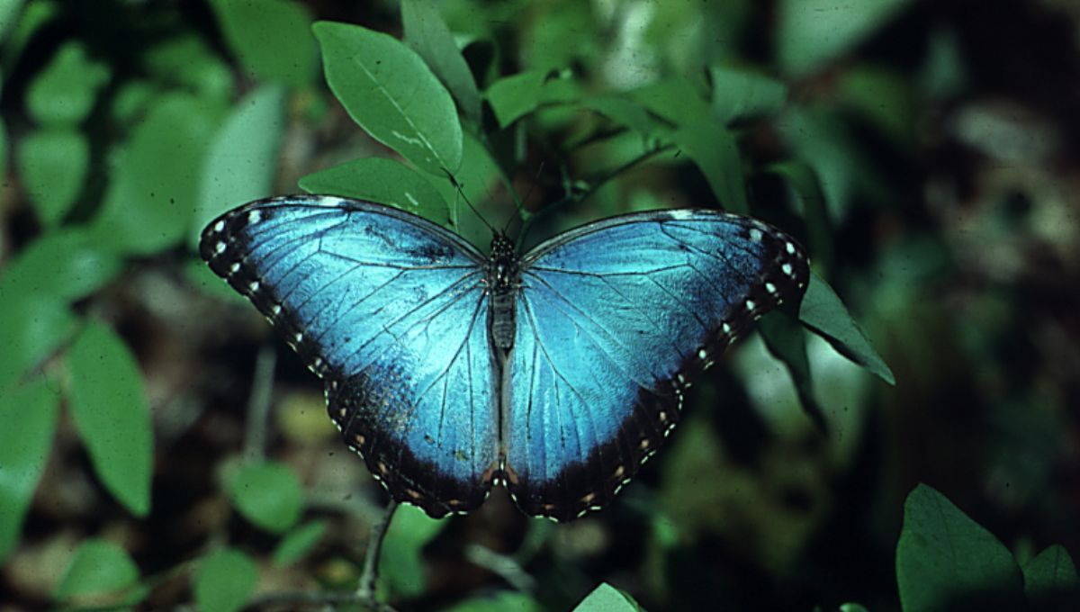 El animal más hermoso del planeta Tierra es de América Latina