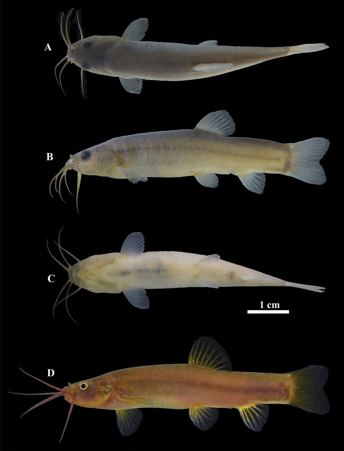 Este nuevo pez no se encuentra en otras partes del mundo. Este nuevo pez no se encuentra en otras partes del mundo.