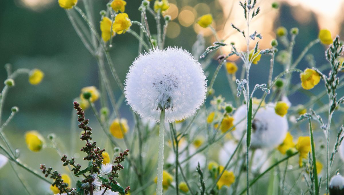 Si tienes un diente de león en tu jardín