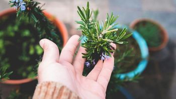 Ni la habitación, ni el baño: dónde ubicar la planta de romero para atraer el dinero a tu casa Ni la habitación, ni el baño: dónde ubicar la planta de romero para atraer el dinero a tu casa