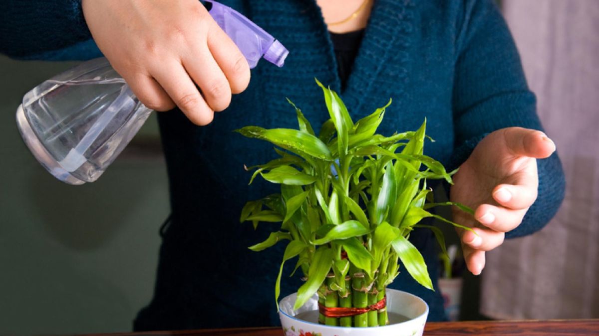 Por qué tener bambú en casa según el Feng Shui