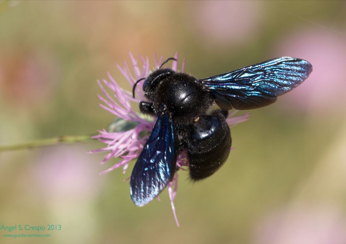¿Abejas buenas o malas?