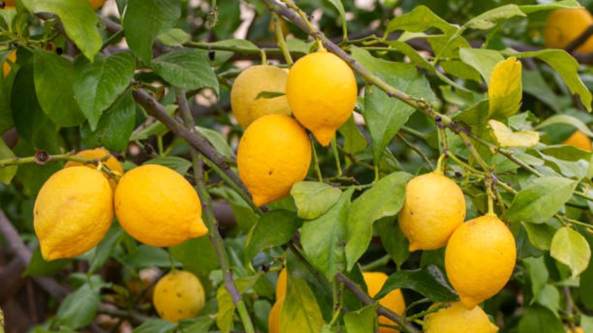 Ni café ni cáscaras de huevo: el potente abono que necesita tu árbol frutal para crecer con fuerza en otoño