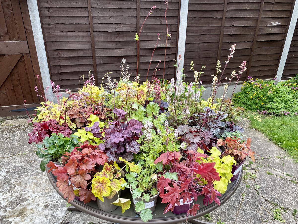 Las campánulas coralinas pueden darle mucha vida a tu jardín.