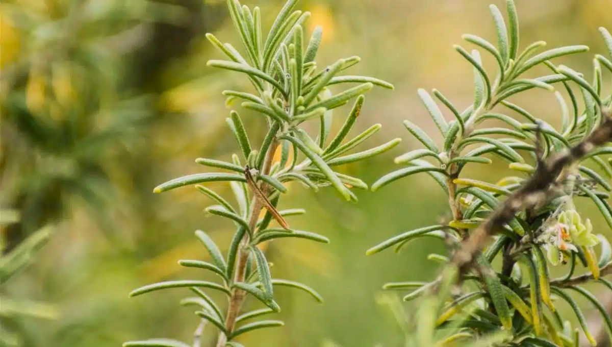 La planta de romero puede ser salvada con diferentes productos caseros y econ&oacute;micos.&nbsp;