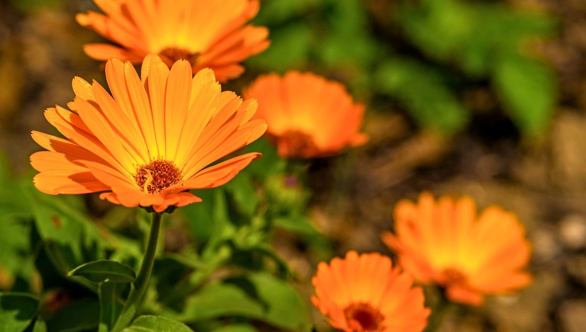 La caléndula es una de las plantas sanadoras con más beneficios para cuidar tu salud. La caléndula es una de las plantas sanadoras con más beneficios para cuidar tu salud.